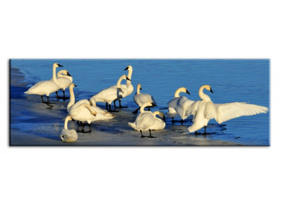 Bild Bilder Gemälde Druck Kunstdruck Polster Kultur " Abstrakt " Schwan G93274