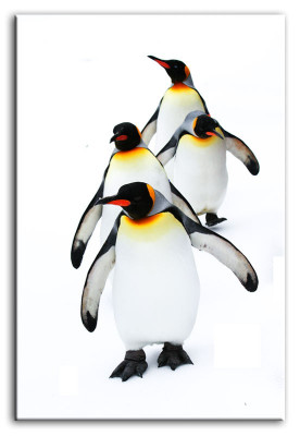 Bild Bilder Gemälde Druck Kunstdruck Polster Kultur " Abstrakt " Pinguin G92779