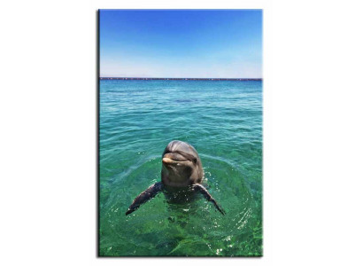 Bild Bilder Gemälde Druck Kunstdruck Polster Kultur " Abstrakt " Delphin G92935