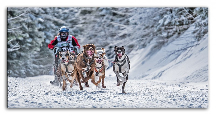 Sport Hund Hunde Schlittenhunde Bild Bilder Gemälde G93513