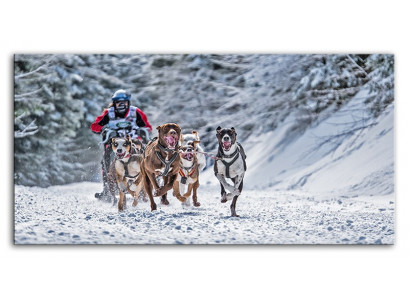 Sport Hund Hunde Schlittenhunde Bild Bilder Gemälde G93513